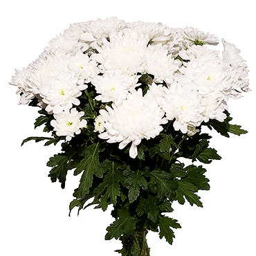 Цветы. Букет из 13 белых хризантем.