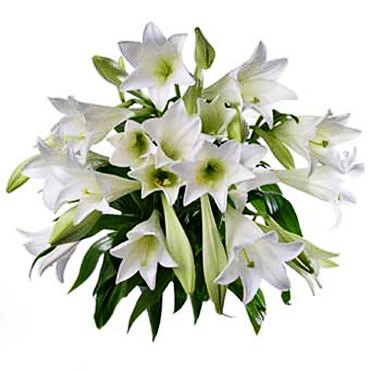 Flower delivery Riga. Bouquet of 3 or 5 lilies.