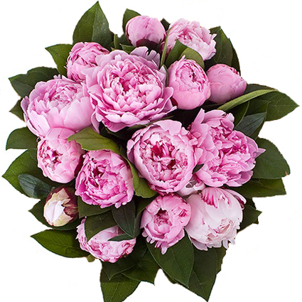 Flowers in Riga. Bouquet of 15 pink peonies and decorative foliage.