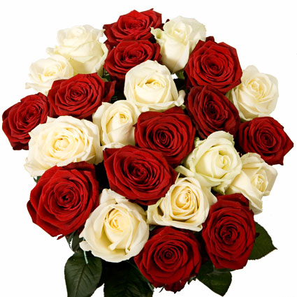 Flower delivery. Bouquet of 23 red and white roses. Rose stem lenght 60 cm.