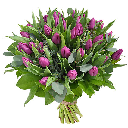Ziedu piegāde Rīgā, apjomīgā ziedu pušķī 35 violetas tulpes ar atsvaidzinošiem eikalipta zaļumu akcentiem