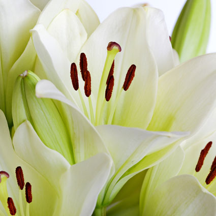 Ziedi Latvijā. Izvēlies liliju skaitu. Cena norādīta vienai lilijai.

 Ziedu klāsts ir ļoti plašs. Var gadīties, ka