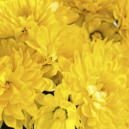 Flowers delivery. Price is indicated for one chrysanthemum.