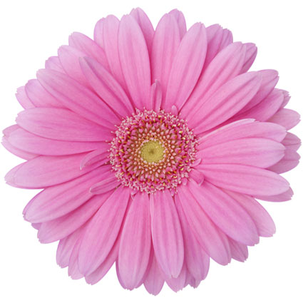Flower delivery. Price is indicated for one gerbera daisie.