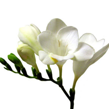 Flowers delivery. Price is indicated for one freesia.
