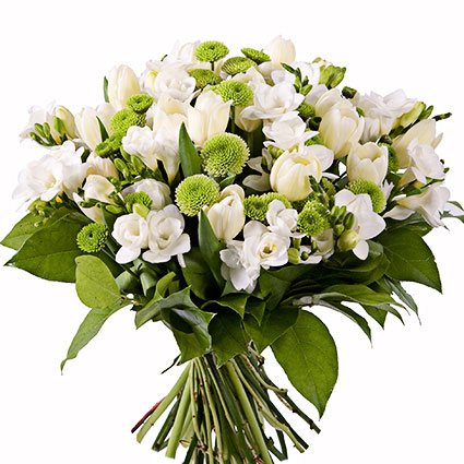Ziedu piegāde Latvijā. Ziedu pušķis no baltām frēzijām, gaišām tulpēm un zaļām sīkziedu krizantēmām.

Ziedu klāsts ir ļoti