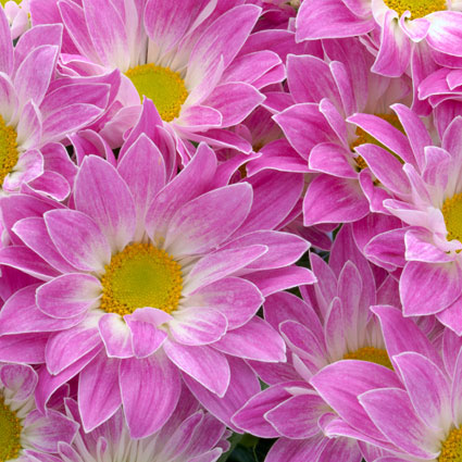 Flowers in Riga. Price is indicated for one chrysanthemum.