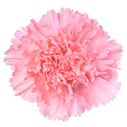Flowers. Price is indicated for one carnation.