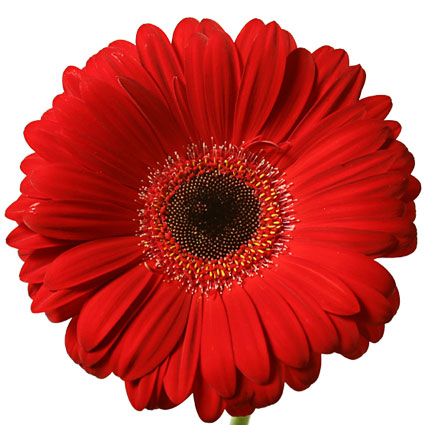 Flowers on-line. Price is indicated for one gerbera daisie.